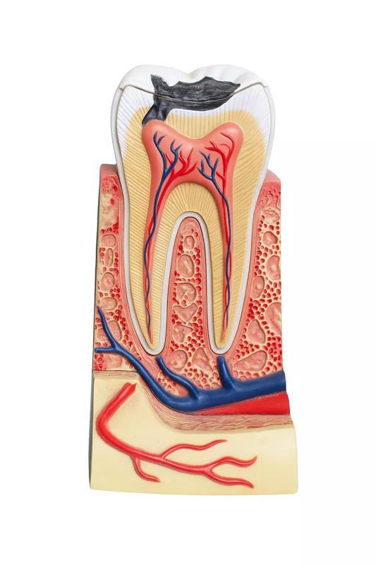 Isolated dentist demonstration