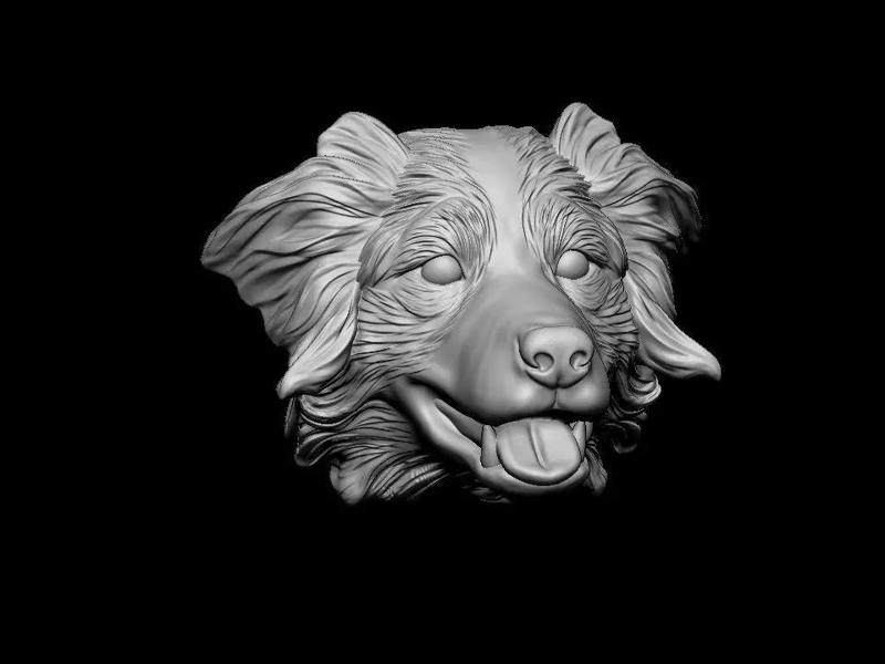 Australian shepherd head