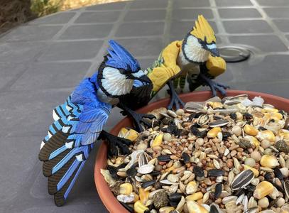 Blue Jay