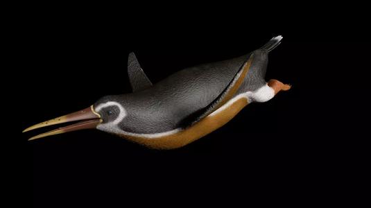 Inkayacu modelo 3d