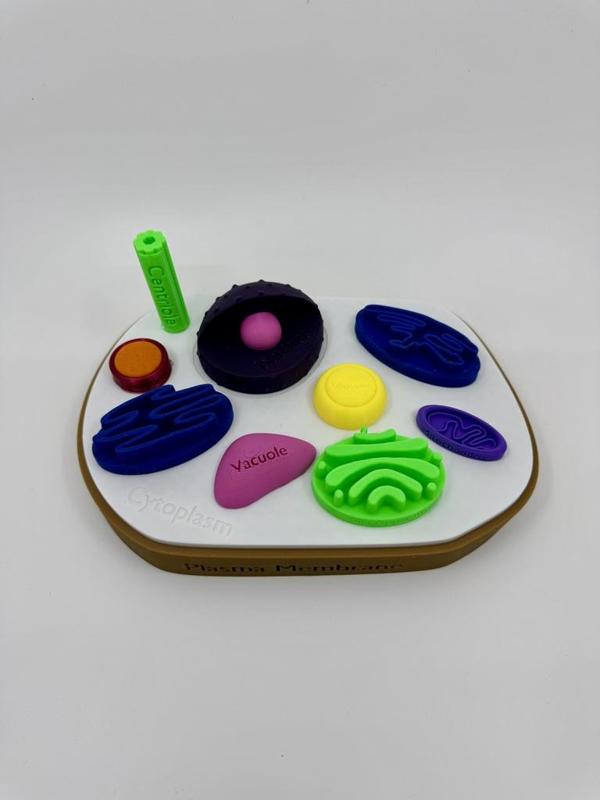 Animal Cell Model w/labels