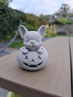 Pumkin French Puppy