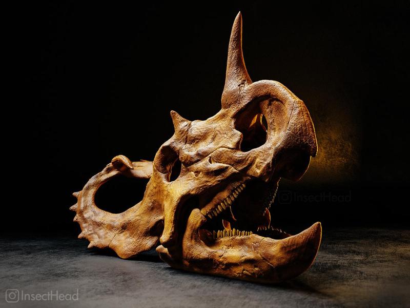 Centrosaurus apertus dinosaur skull