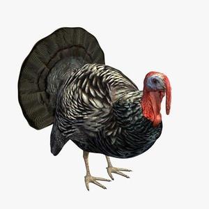 turkey happy thanksgiving