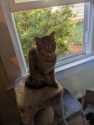 lithophane of my cat