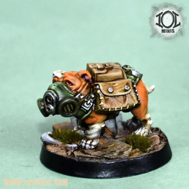 Bogey the tactical Bulldog