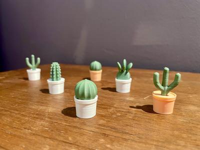 Cactus Magnets