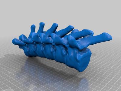 T2-T7 spine model