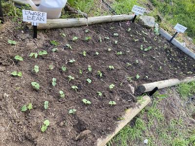 Vegetable Garden Sign