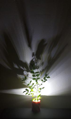 Shadow casting plant pot