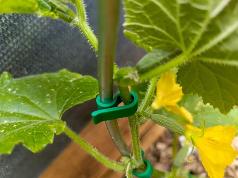 Pflanzenclip - Plantclip