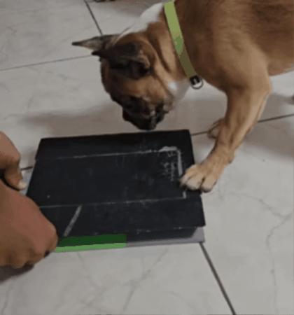 Portable Dog Nail Clipper Box 