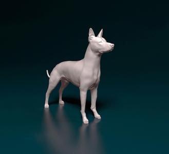 Xoloitzcuintle dog