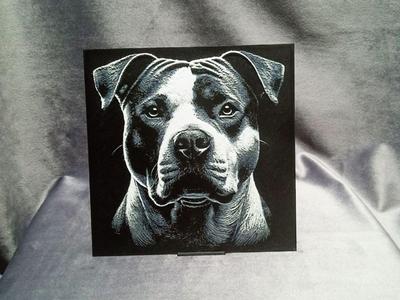 American Pit Bull Terrier