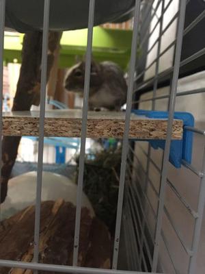 Floor support for Voltrega cages