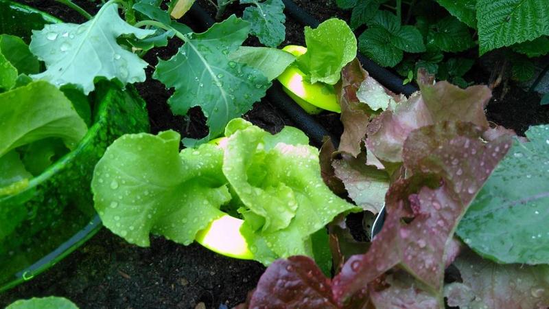 Simple Stable Snail Snug Barrier round Schneckenschutz rund FDM optimized