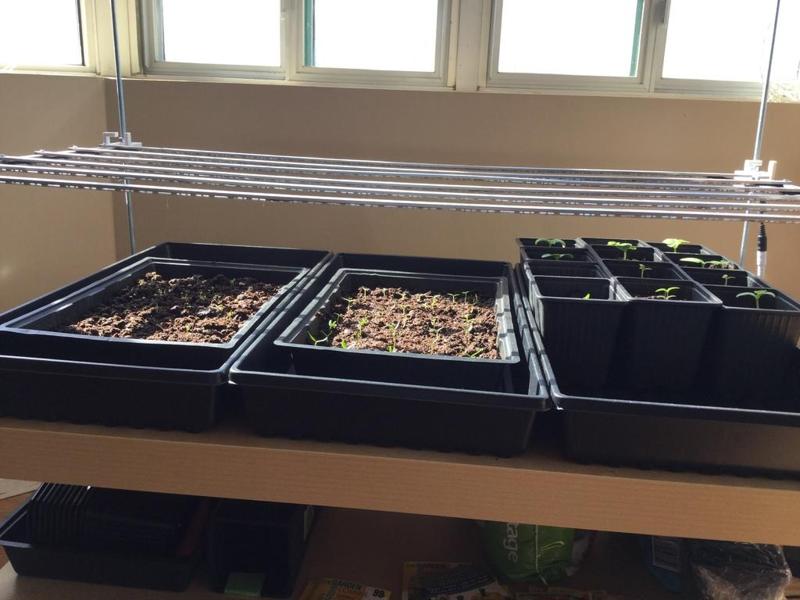 Grow Lamp for Indoor Garden