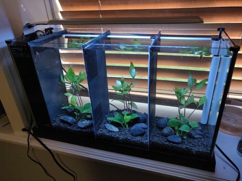 Fluval Spec V Divider