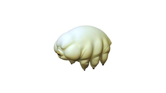 Tardigrade