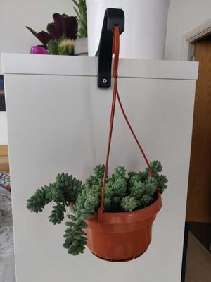 Plant Hanger