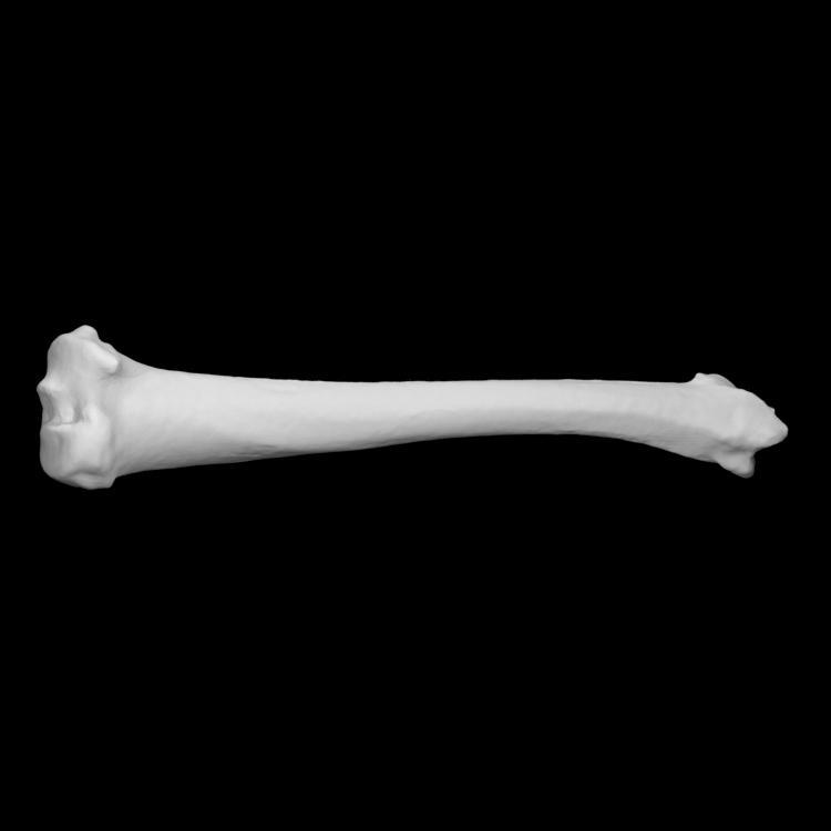 Guinea pig right tibia
