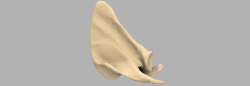 GIAA Bibliothèque Anatomique (Anatomic Library) - Scapula