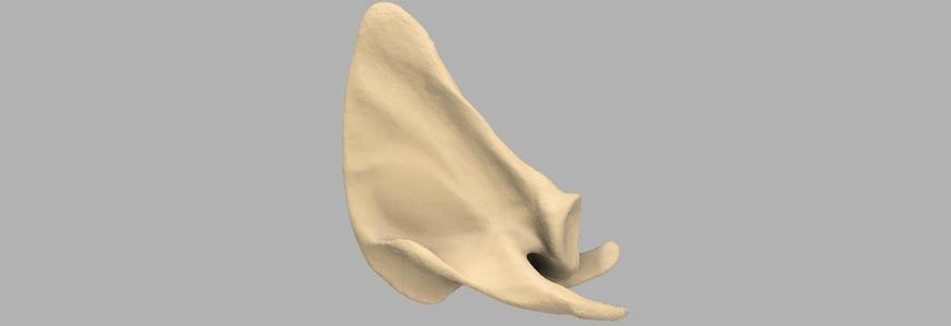 GIAA Bibliothèque Anatomique (Anatomic Library) - Scapula