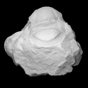 Bumastus xestos Lane & Thomas, 1978 - Holotype