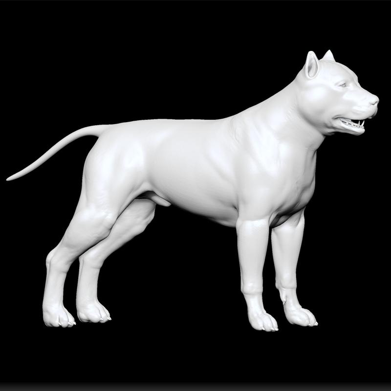 Pitbull dog -American Pit Bull Terrier