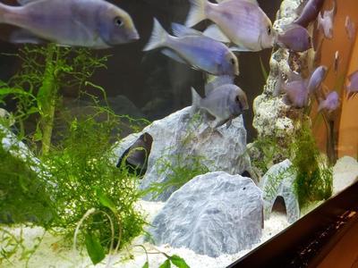 Aquarium Decoration - Textured Rock Cave - Large B