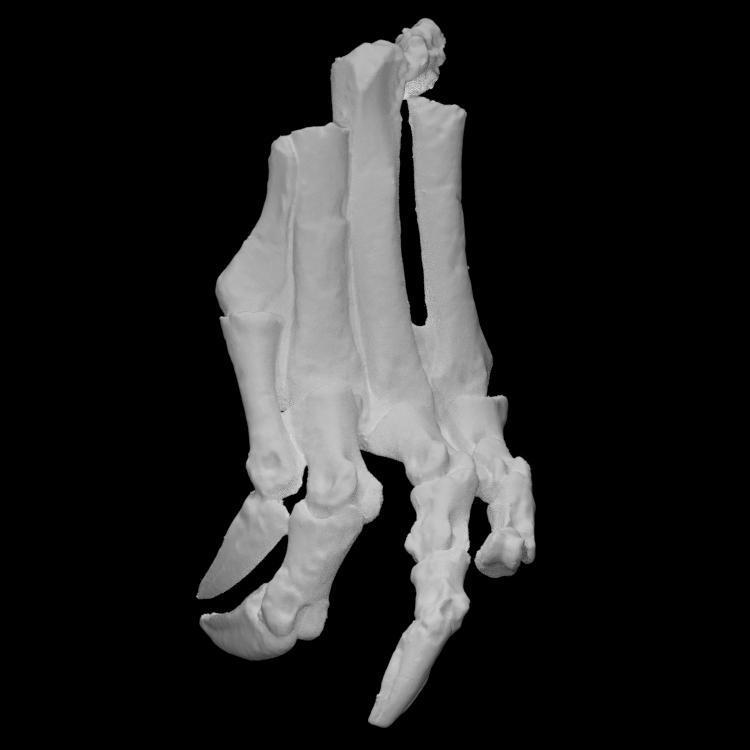 Chilesaurus diegosuarezi left leg