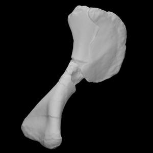 Chilesaurus diegosuarezi right humerus