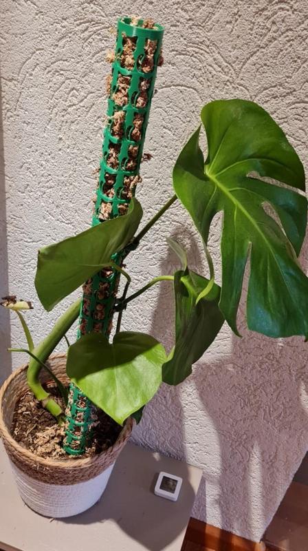 Rankhilfe/Climbing Aid