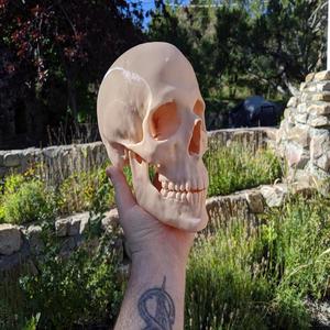 Human Skull (Medical Scan)