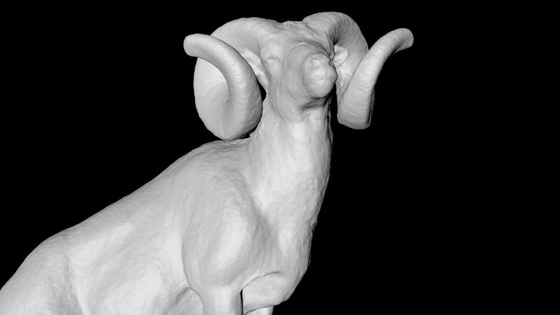 ROCKY MOUNTAIN BIGHORN SHEEP