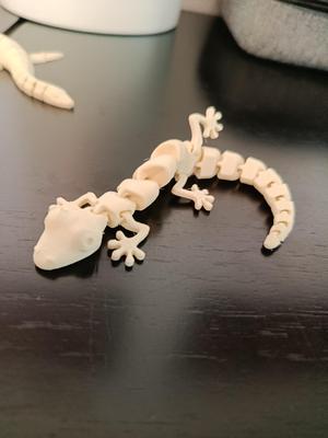 a cute gecko