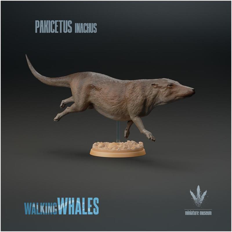 Pakicetus inachus : Swimming