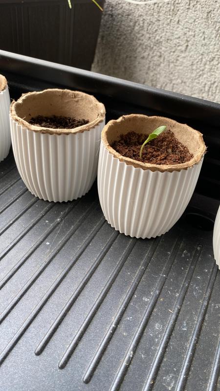 Übertopf Plant Pot Action Garden Collection Anzuchttöpfe für Papieranzuchttöpfe