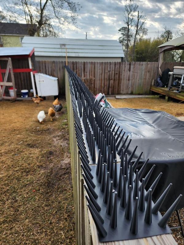 Bird Spikes for Wide Fence