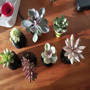 Wall Succulent Planter