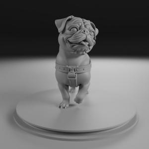Pug dog