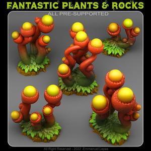 TENTACLE ACORN PLANTS