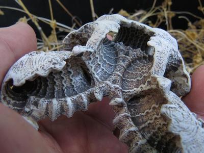 Carapace (re-upload)