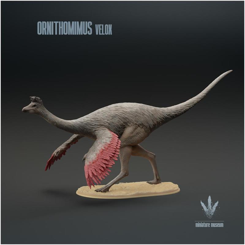Ornithomimus velox : Display
