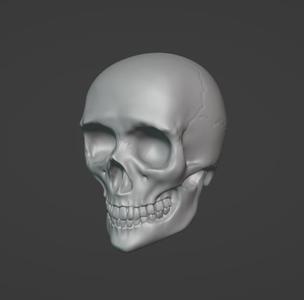realistic skull