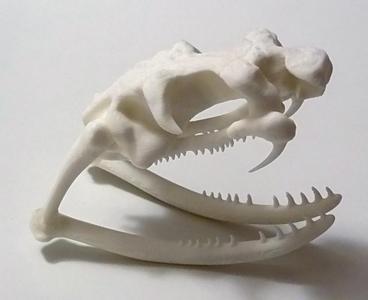 King Cobra skull