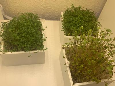 Hydroponic Microgreen Pot + Mesh w/ Handle  (mk 3)