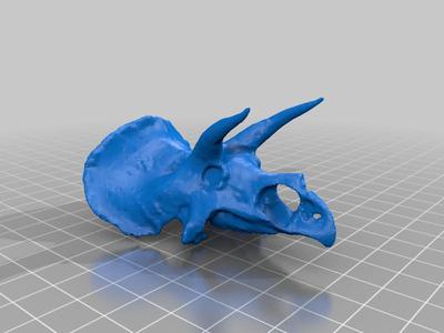 triceratops skull