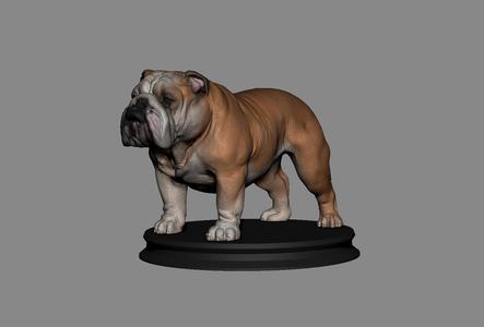 Bulldog English