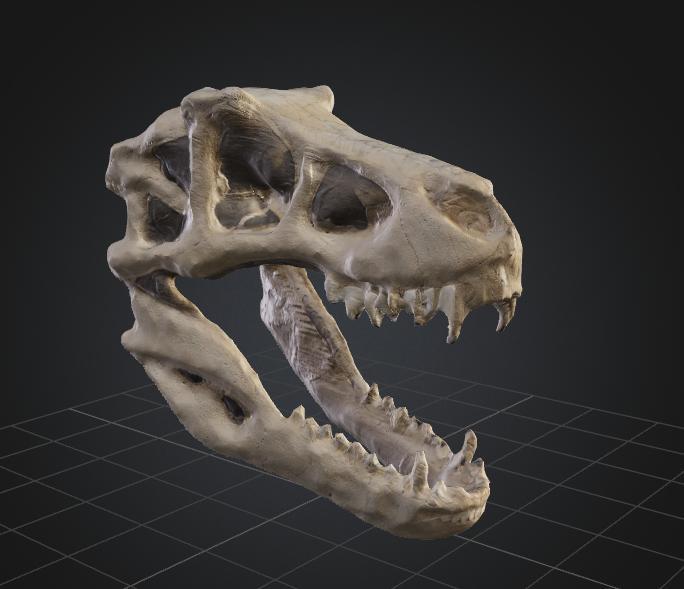 DBX T-Rex Skull